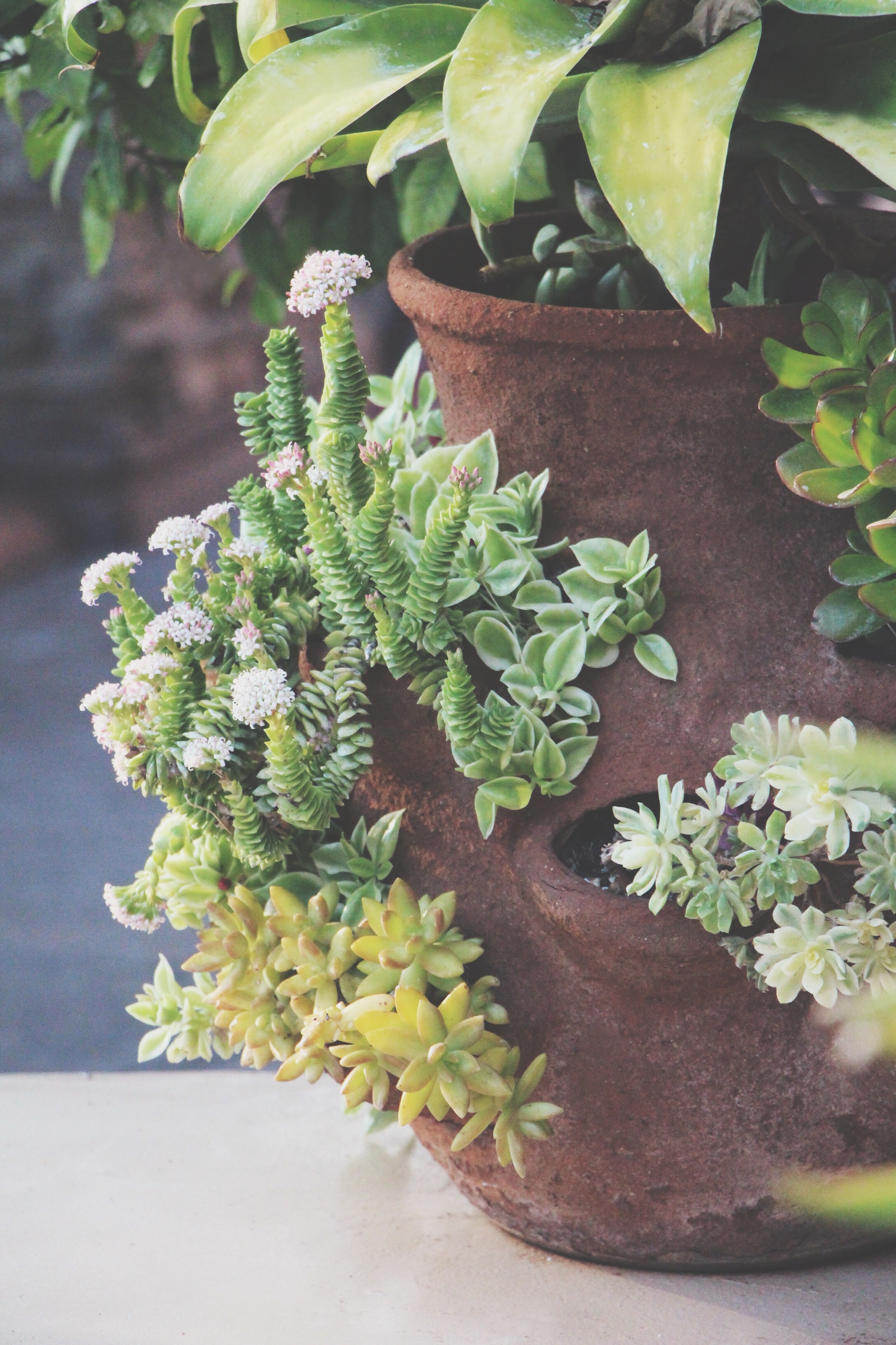 Succulent Sighting: Disneyland :: The succulents of Rancho del Zocalo restaurant in Frontierland at Disneyland Resort in California.&nbsp;&nbsp;